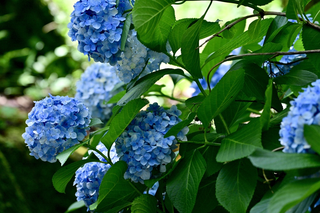 まだ咲いていました＾＾