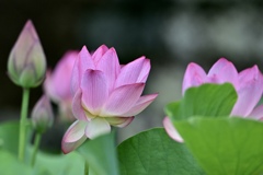 美しい花たち