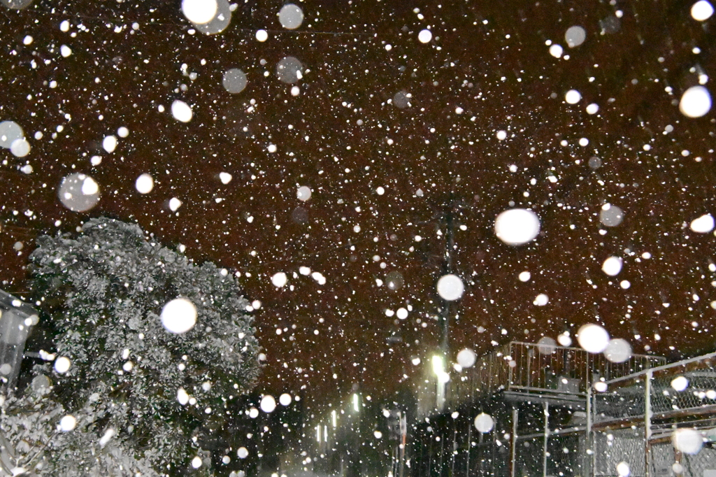 今朝の雪‼︎