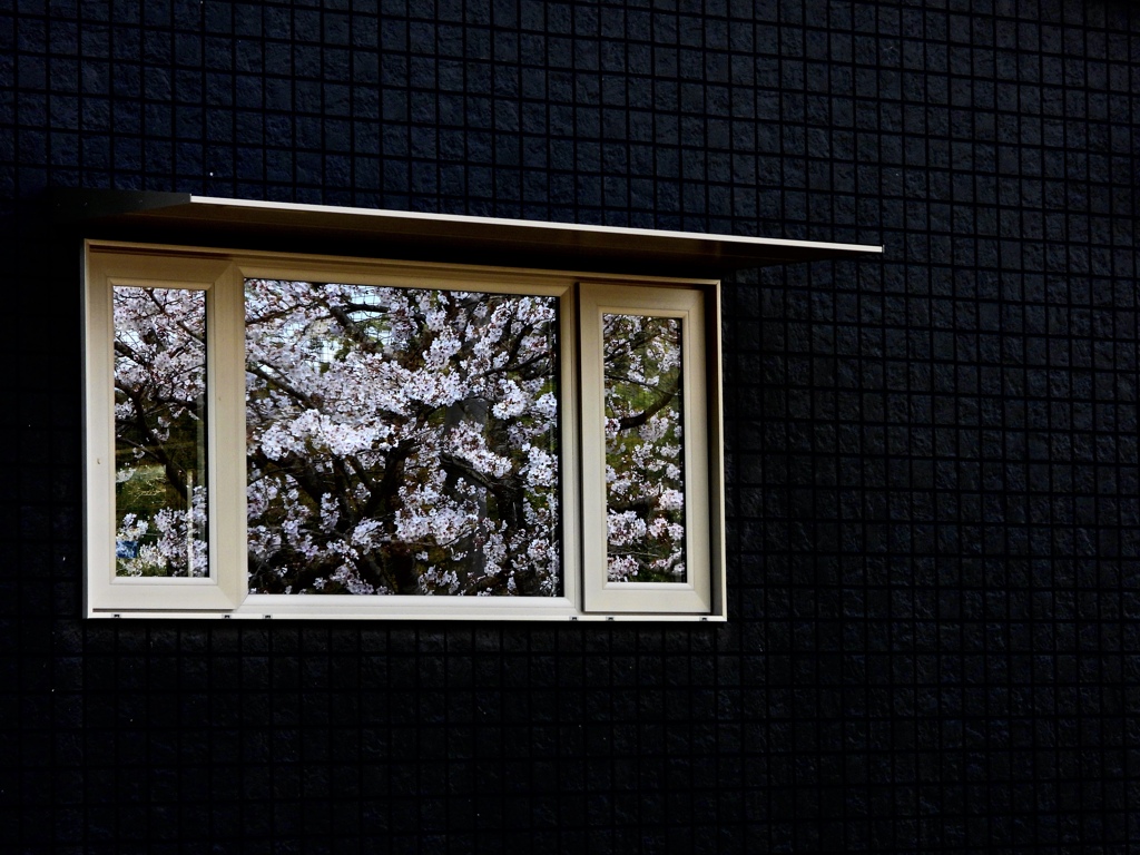 窓ガラスに映る満開の桜
