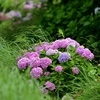 薮に咲く花