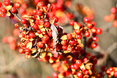 弾けるツルウメモドキ