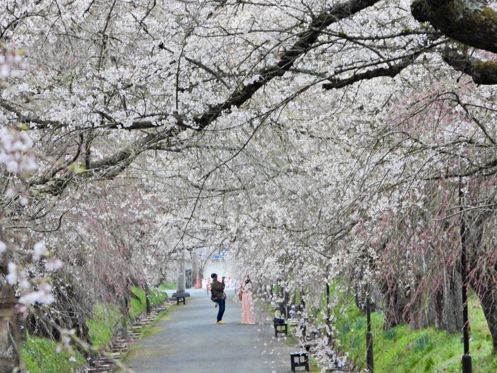 枝垂れ桜の下で