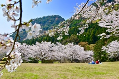 ゆったり桜見物