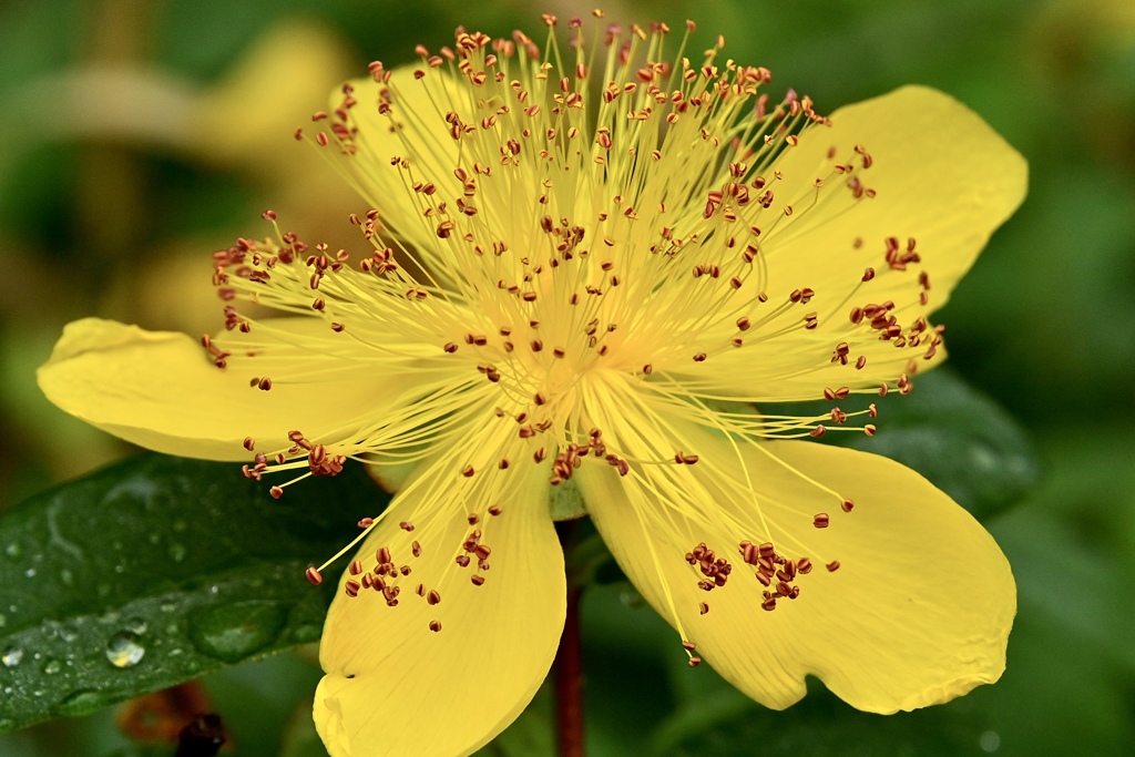 蕊踊る花