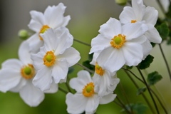 まだ美しく咲いています＾＾