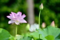 まろやかに咲く花