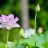 まろやかに咲く花