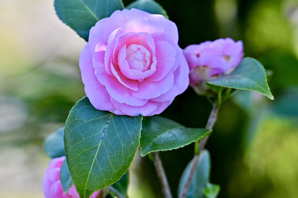 乙女椿咲き始め