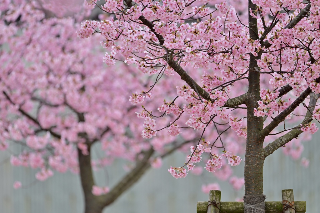 河津桜満開〜＾＾