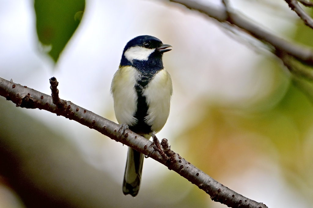 囀るシジュウカラさん