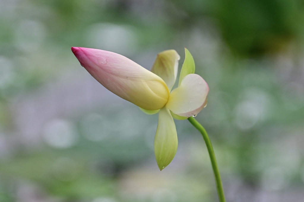 残り花
