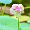 愛らしい舞妃蓮