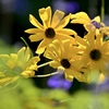 ヤナギバヒマワリの花