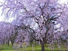 桜の園