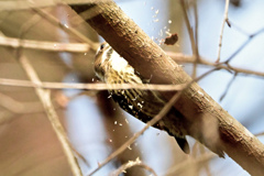 あら〜木屑がいっぱい＾＾