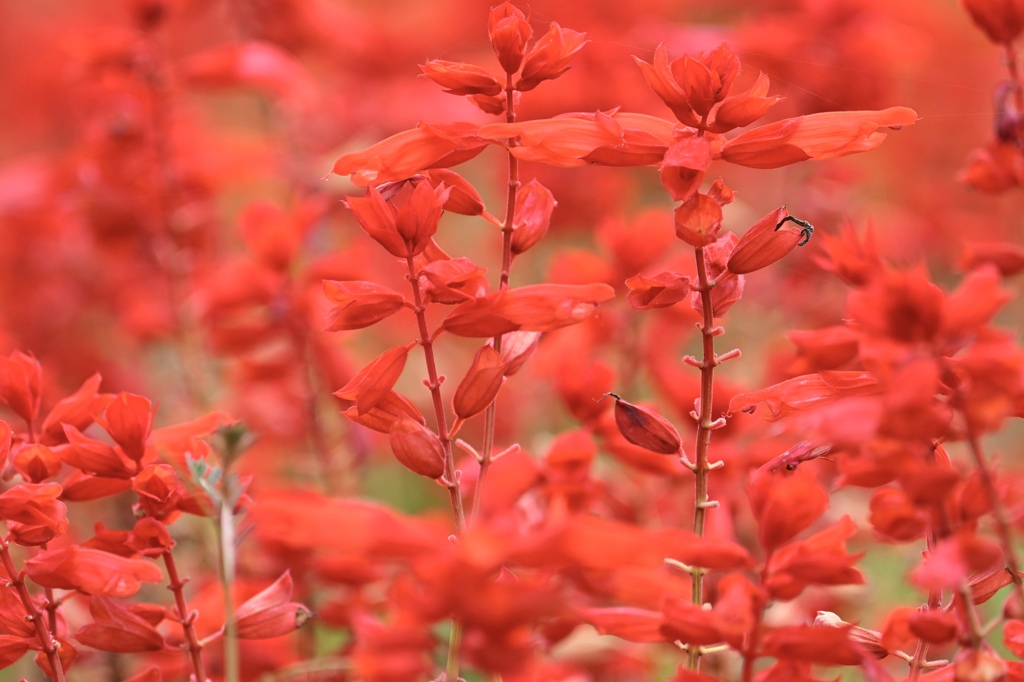 燃える花