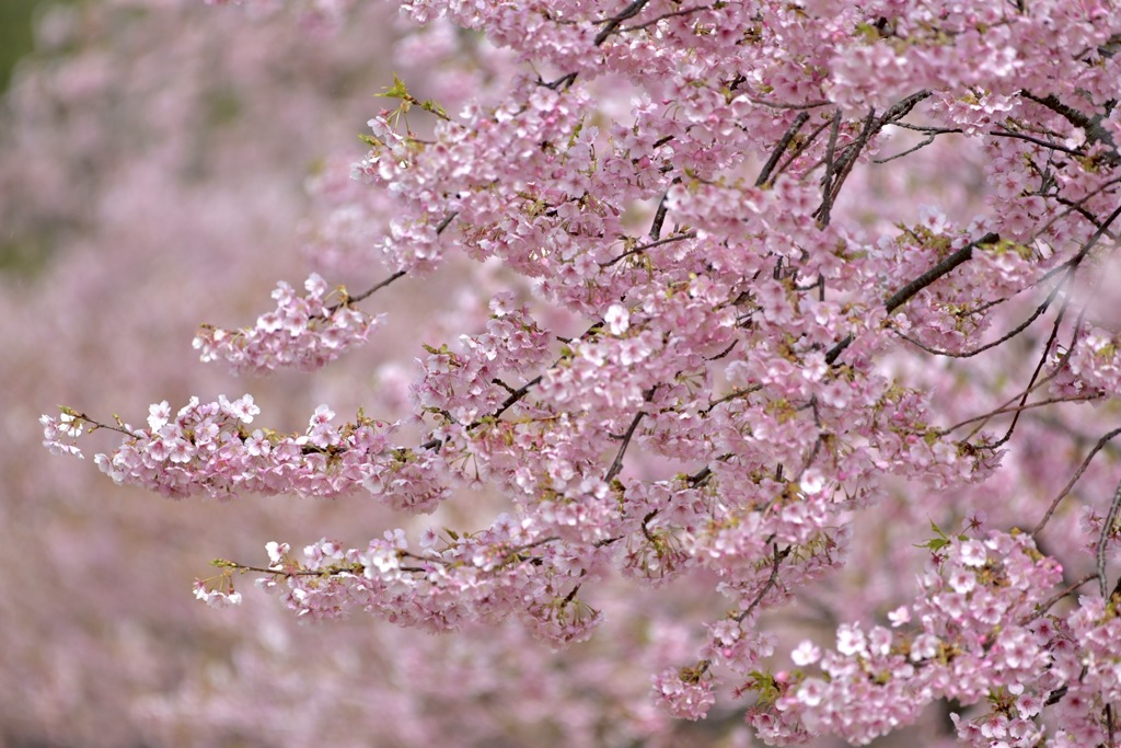 なびく河津桜