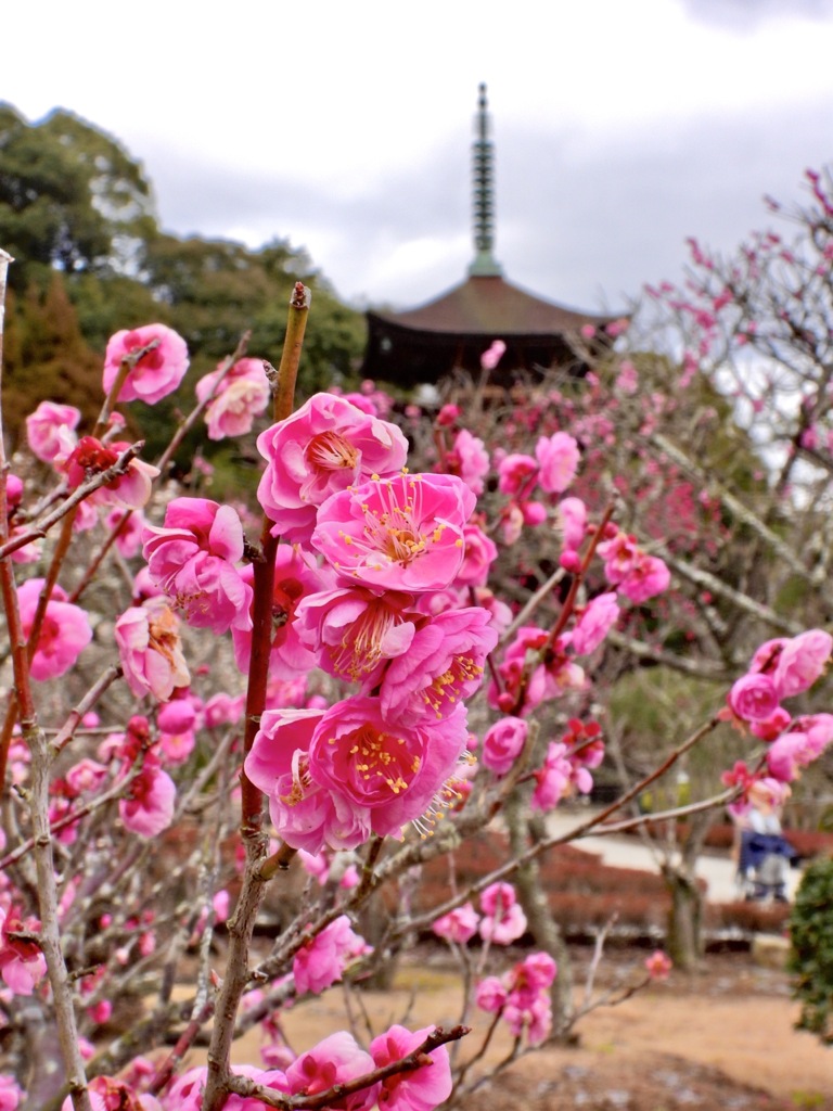瑠璃光寺五重の塔・咲き揃った紅梅
