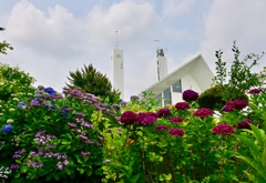 聖堂と紫陽花2