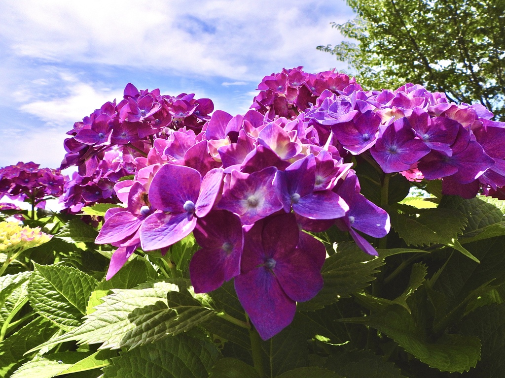 梅雨の合間に咲く紫陽花