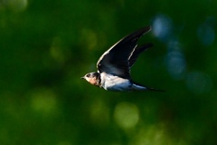 早朝を飛ぶツバメ
