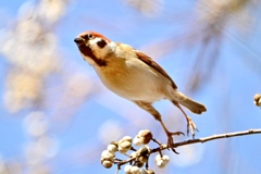 スズメのジャンプ大会