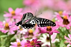 花園を悠々と飛ぶ蝶！！