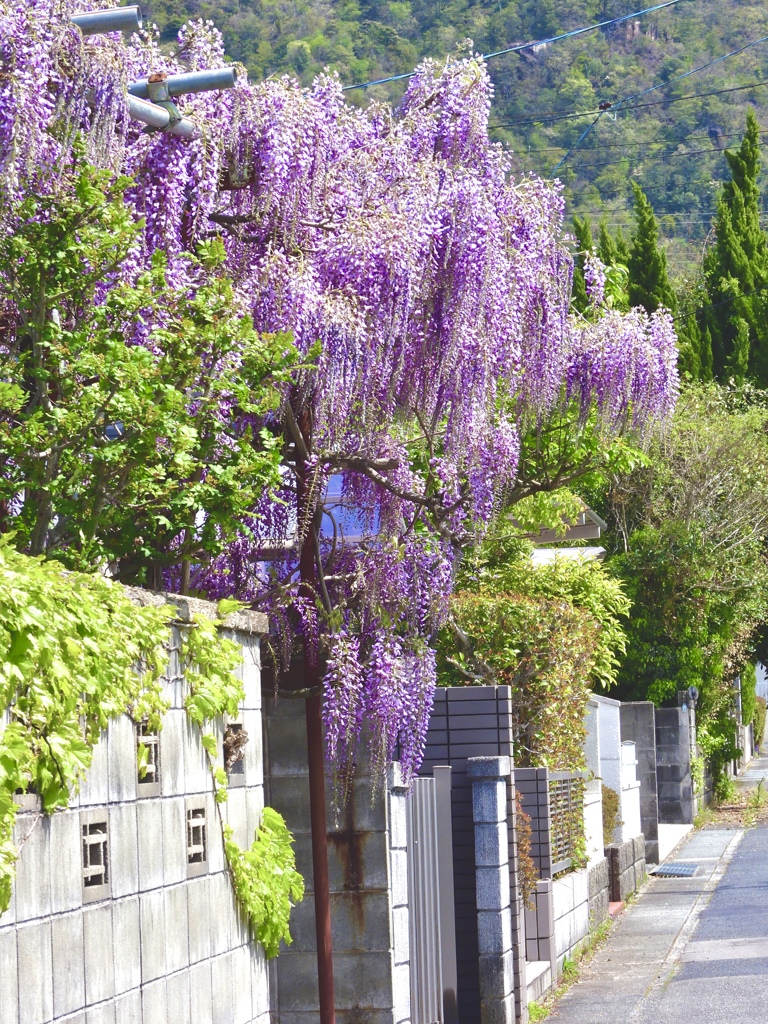 隣の家に咲く藤の花