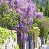 隣の家に咲く藤の花