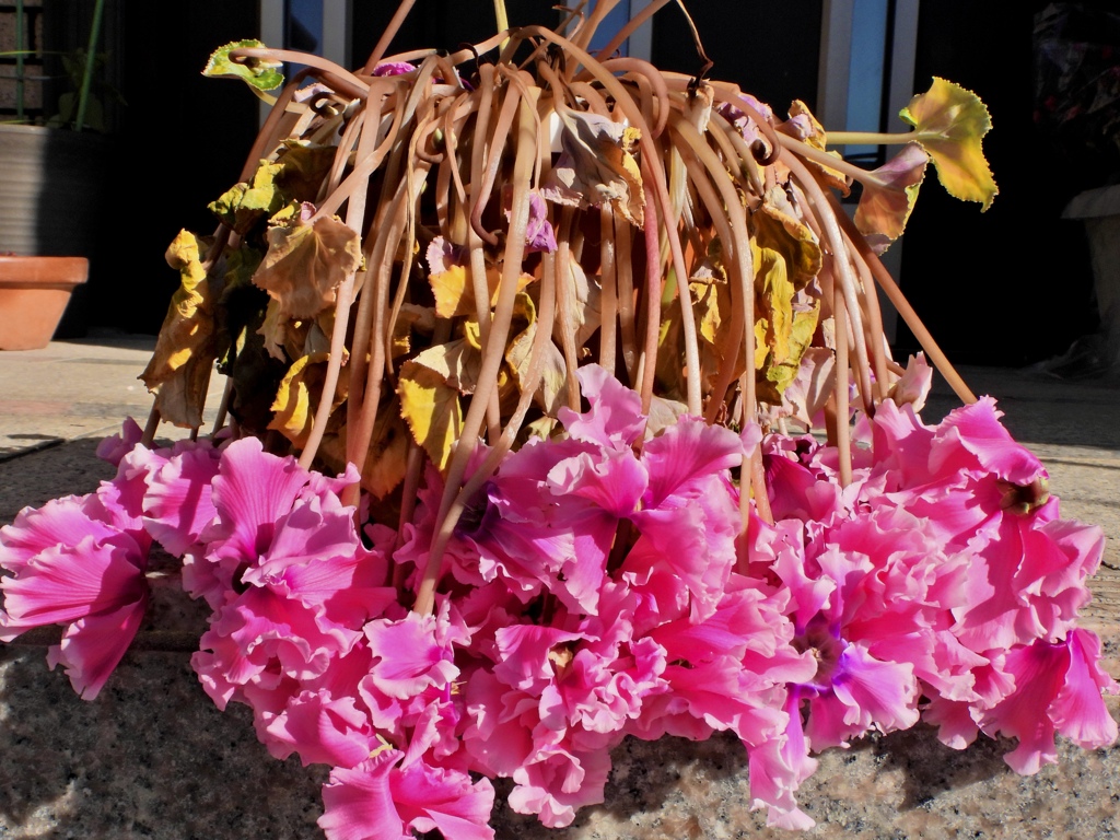 酔っ払った？シクラメン