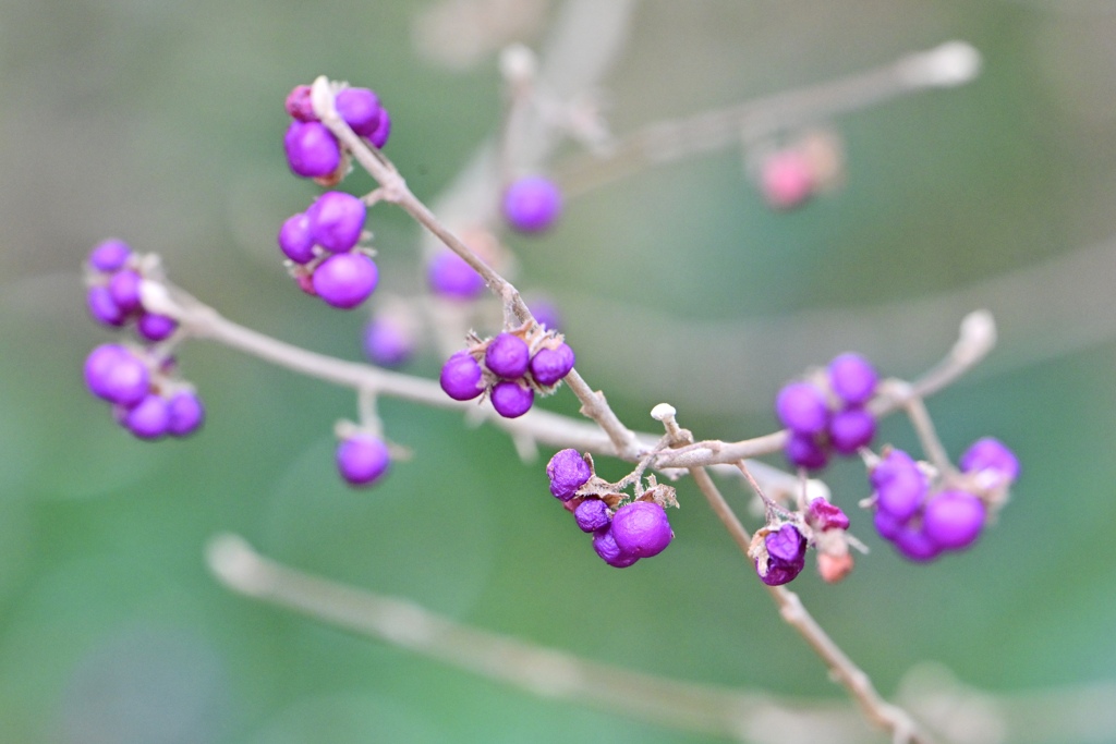 この実何の実？