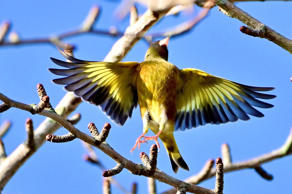 カワラヒワさんの飛翔