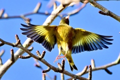 カワラヒワさんの飛翔