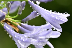 雨上がりの花