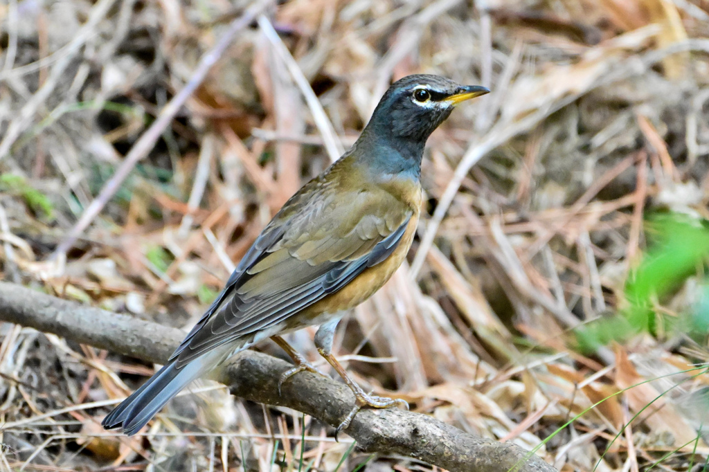 マミチャジナイとの出会い