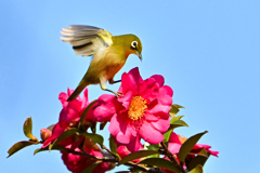 躍動するメジロさん