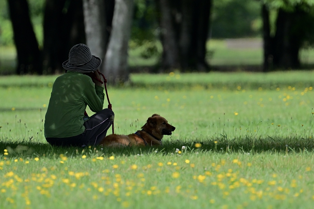 犬だって暑いのです‼︎