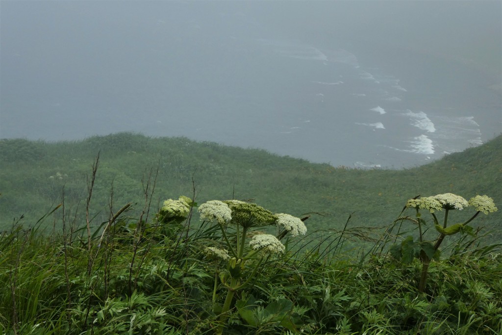礼文島に咲く花