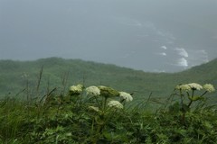 礼文島に咲く花