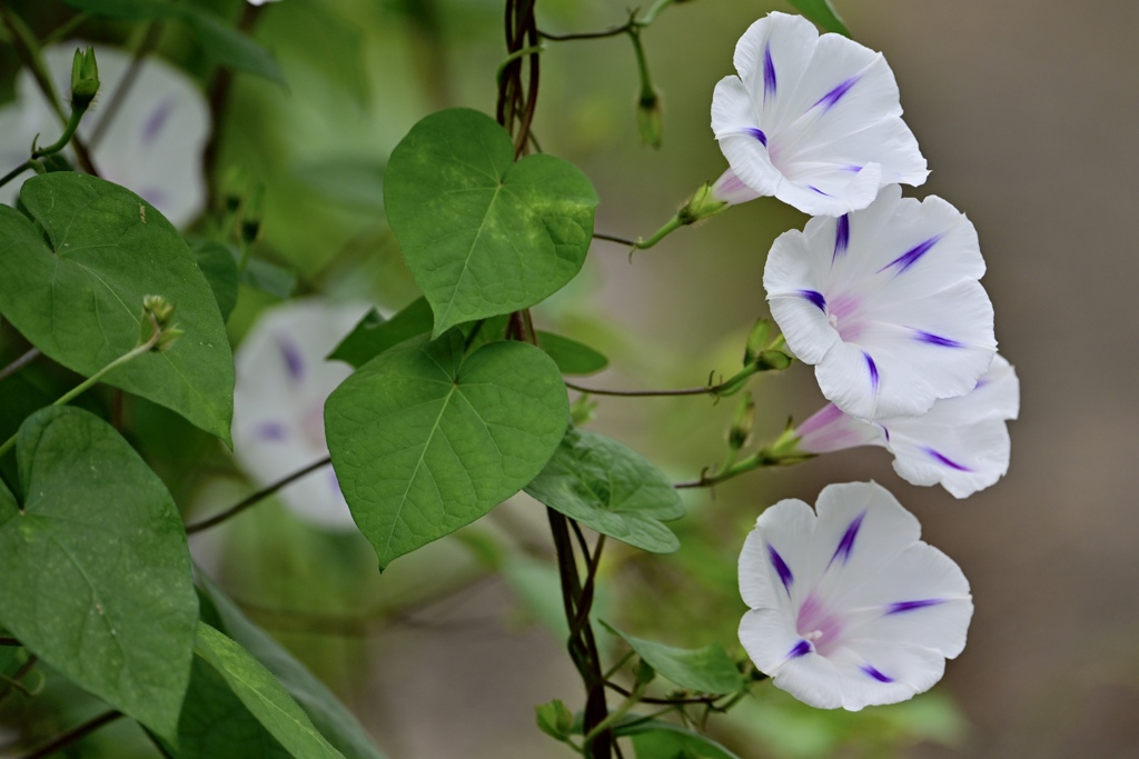 爽やかな花