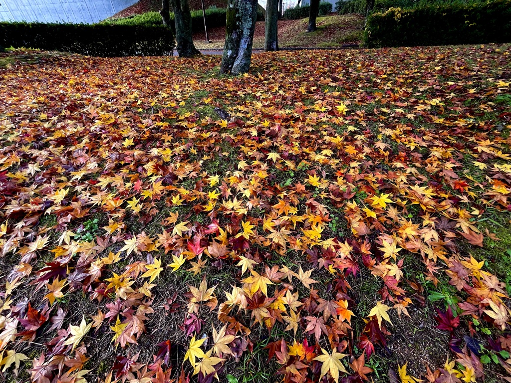落葉の美