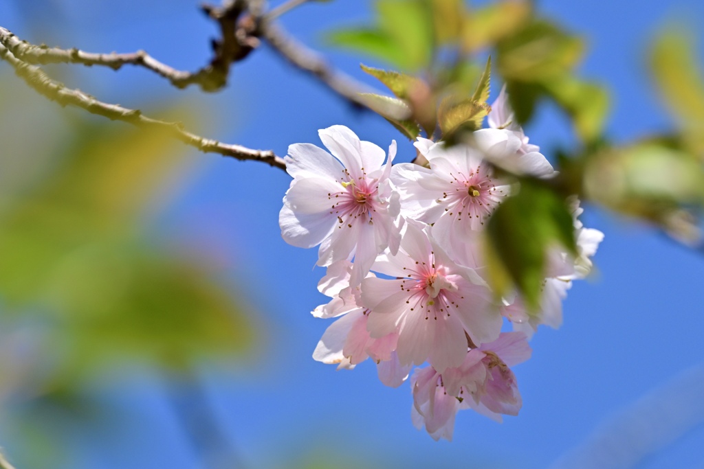 頑張る十月桜