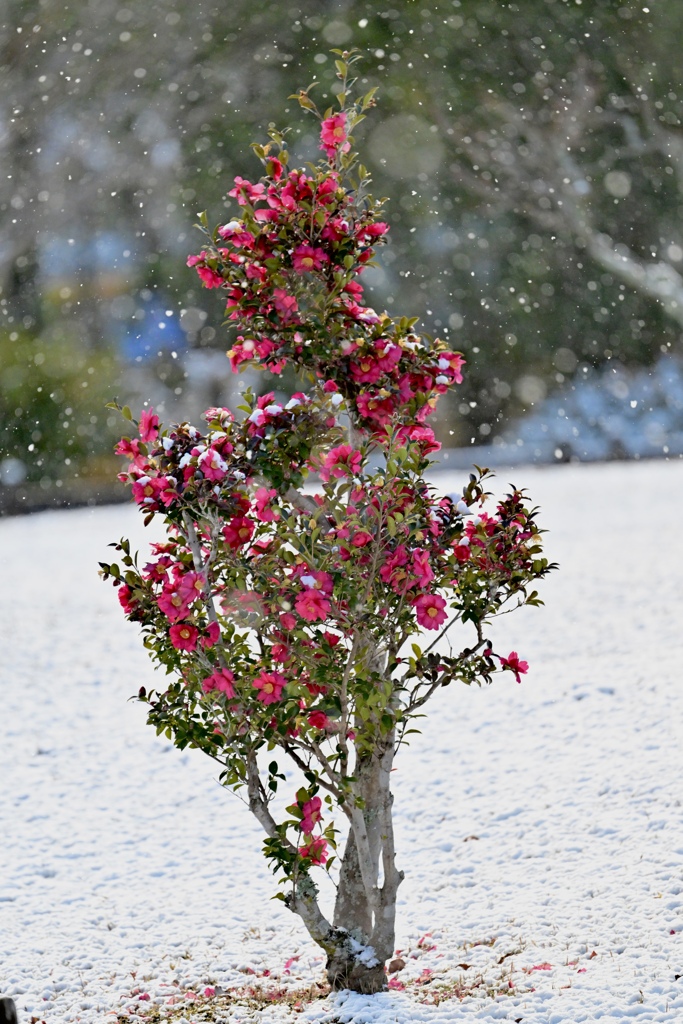 雪の朝