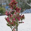 雪の朝