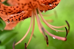 雫光る花