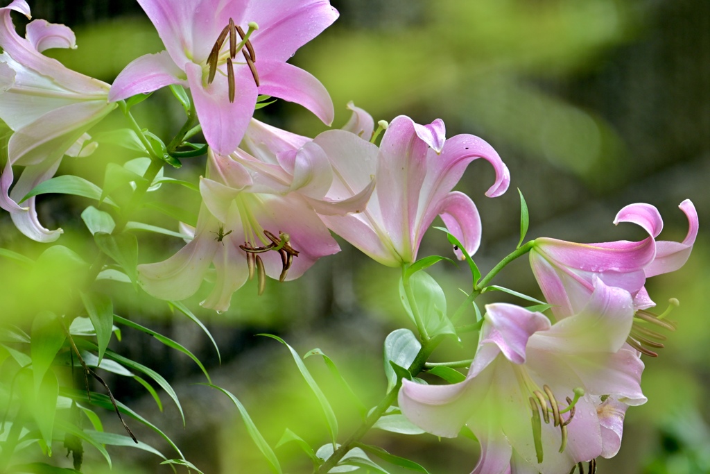 道端に咲く花