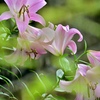 道端に咲く花
