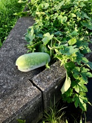 縁石まで伸びた瓜