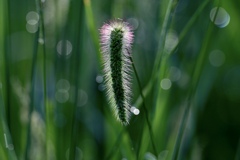 朝の草むら